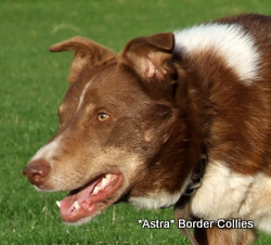 Astra Rhum, a handsome tricolour border collie